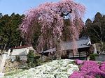 松雲寺観音しだれ桜 白河市